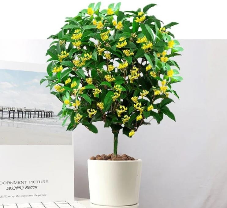 "Mộc hương trước nhà, quý nhân trong cửa", cây cảnh ngát hương người xưa khuyên trồng - Ảnh 12.