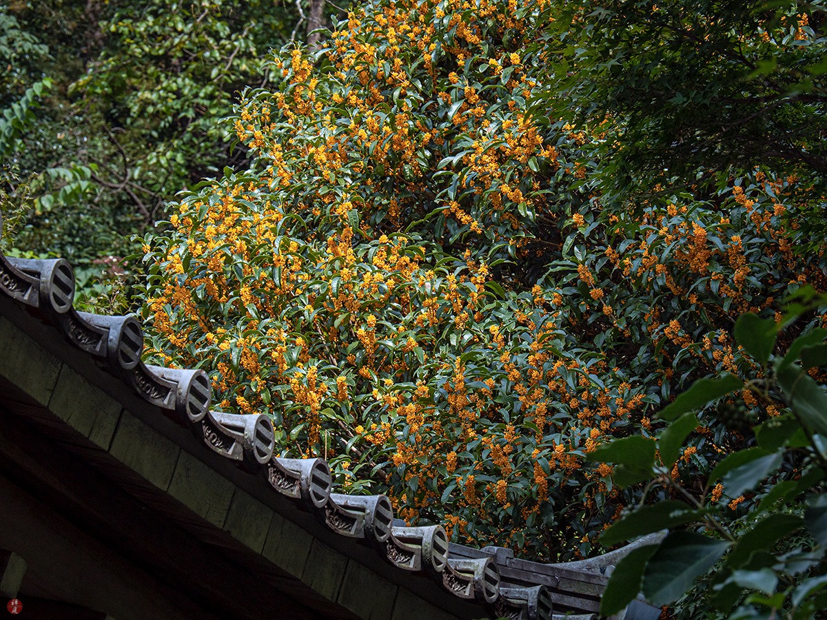 "Mộc hương trước nhà, quý nhân trong cửa", cây cảnh ngát hương người xưa khuyên trồng - Ảnh 2.