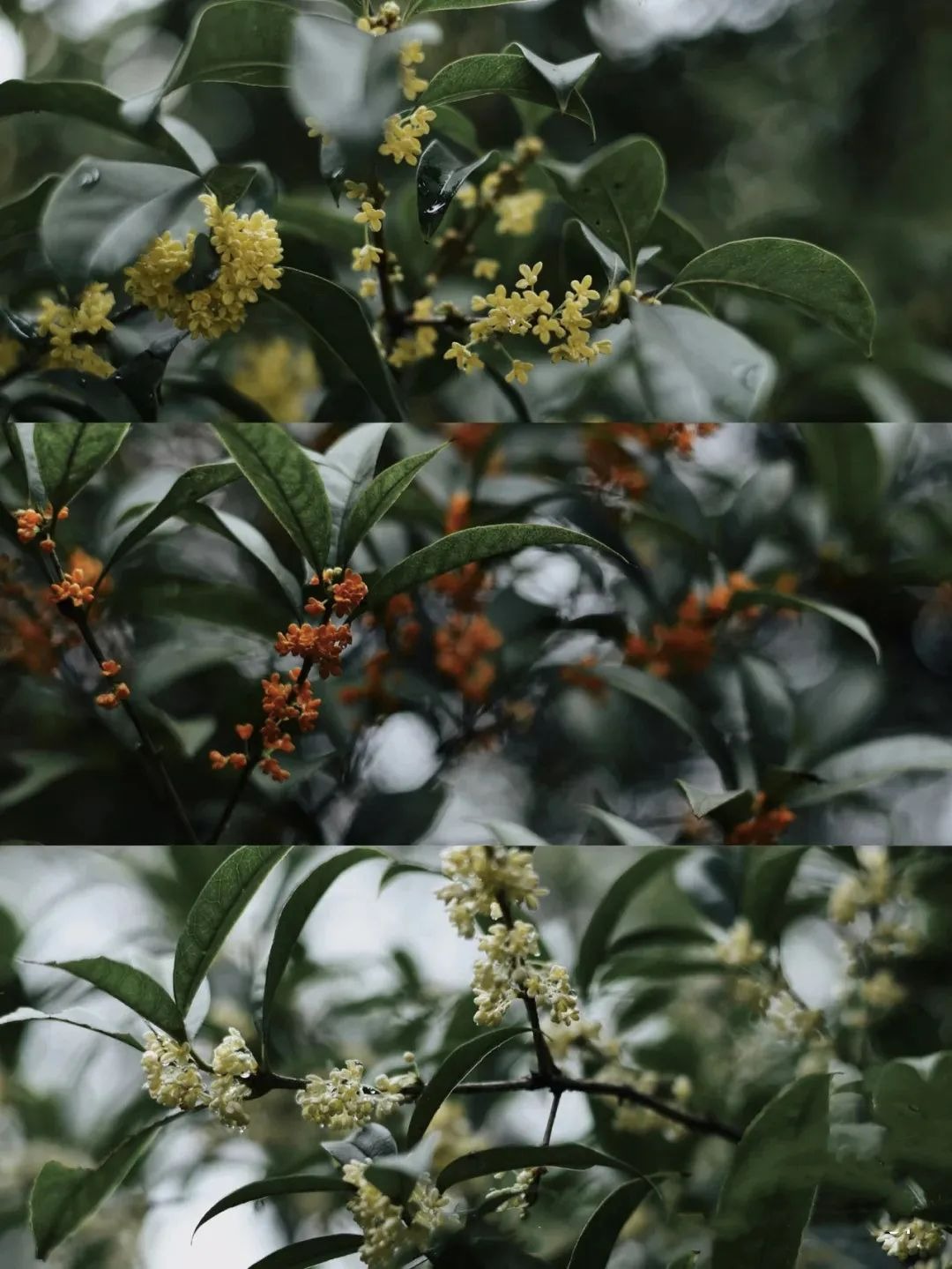 "Mộc hương trước nhà, quý nhân trong cửa", cây cảnh ngát hương người xưa khuyên trồng - Ảnh 4.