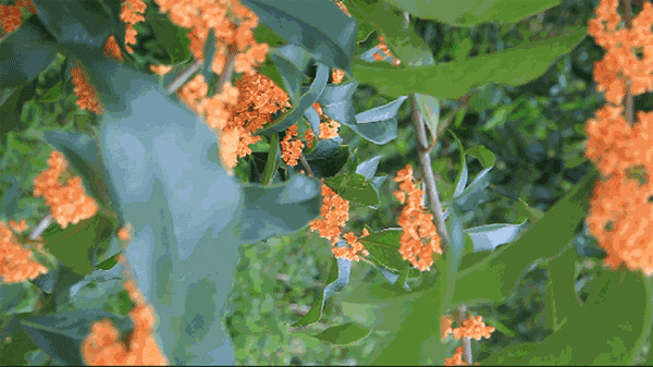 "Mộc hương trước nhà, quý nhân trong cửa", cây cảnh ngát hương người xưa khuyên trồng - Ảnh 1.