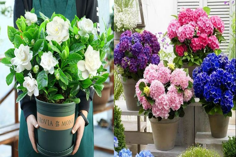 Ngày xuân phân, cho 6 cây cảnh đón ánh sáng, gió thổi, nắng chiếu, hoa nở thành "biển" rực rỡ - Ảnh 12.