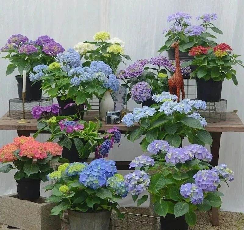 Ngày xuân phân, cho 6 cây cảnh đón ánh sáng, gió thổi, nắng chiếu, hoa nở thành "biển" rực rỡ - Ảnh 6.