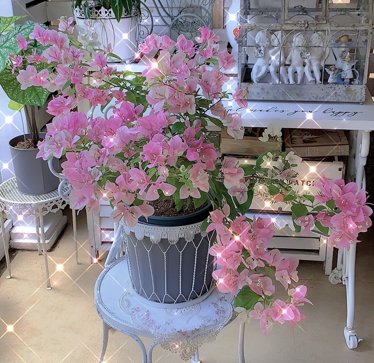 Ngày xuân phân, cho 6 cây cảnh đón ánh sáng, gió thổi, nắng chiếu, hoa nở thành "biển" rực rỡ - Ảnh 1.