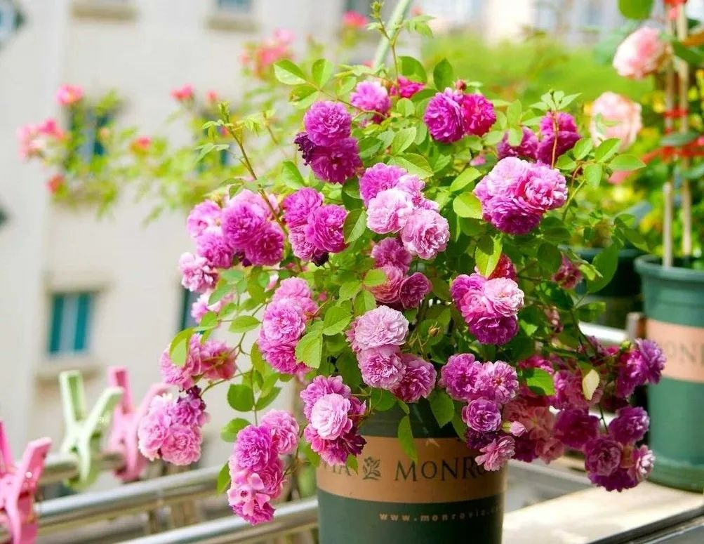 Ngày xuân phân, cho 6 cây cảnh đón ánh sáng, gió thổi, nắng chiếu, hoa nở thành "biển" rực rỡ - Ảnh 10.