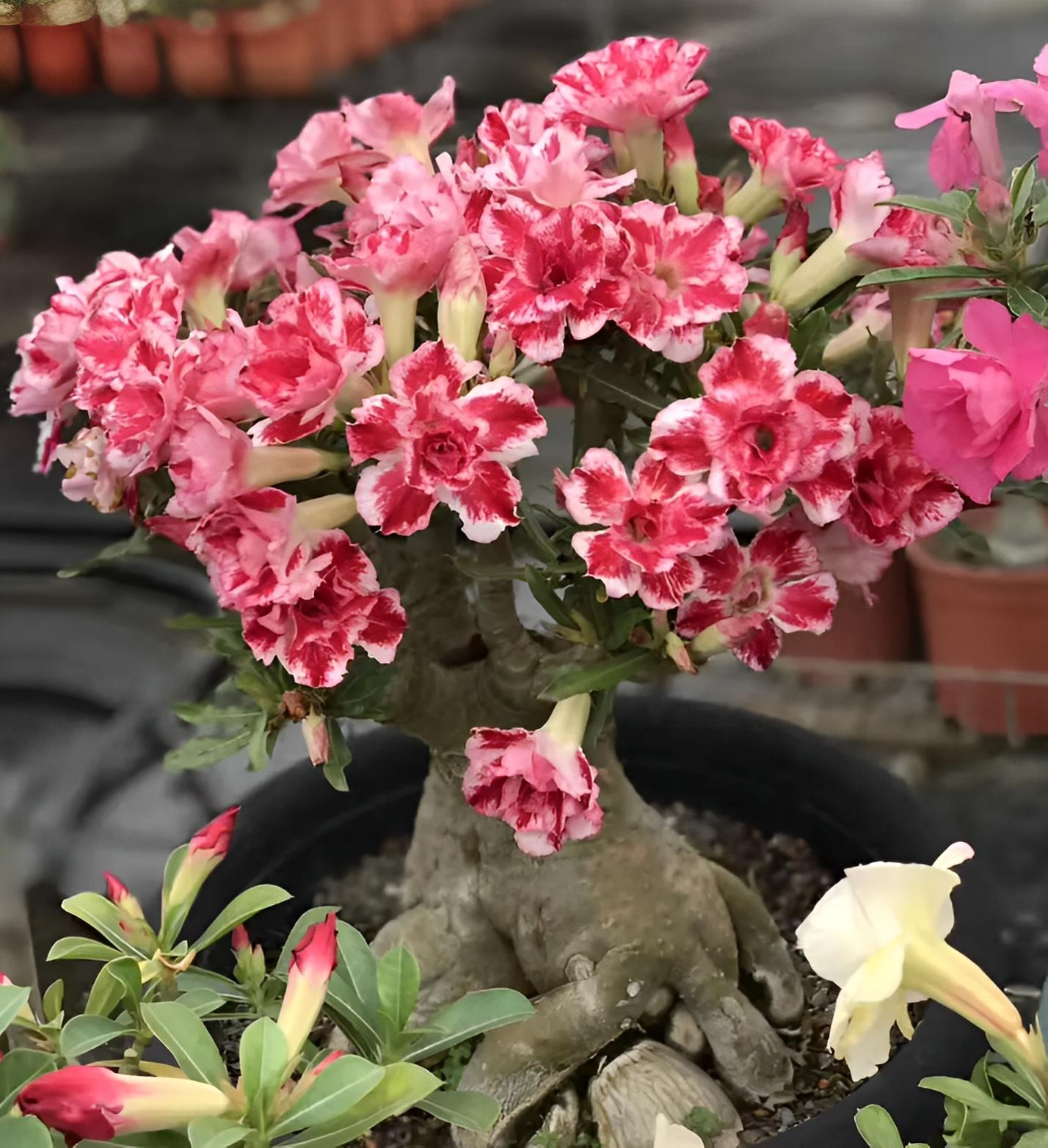 Ngày xuân phân, cho 6 cây cảnh đón ánh sáng, gió thổi, nắng chiếu, hoa nở thành "biển" rực rỡ - Ảnh 9.