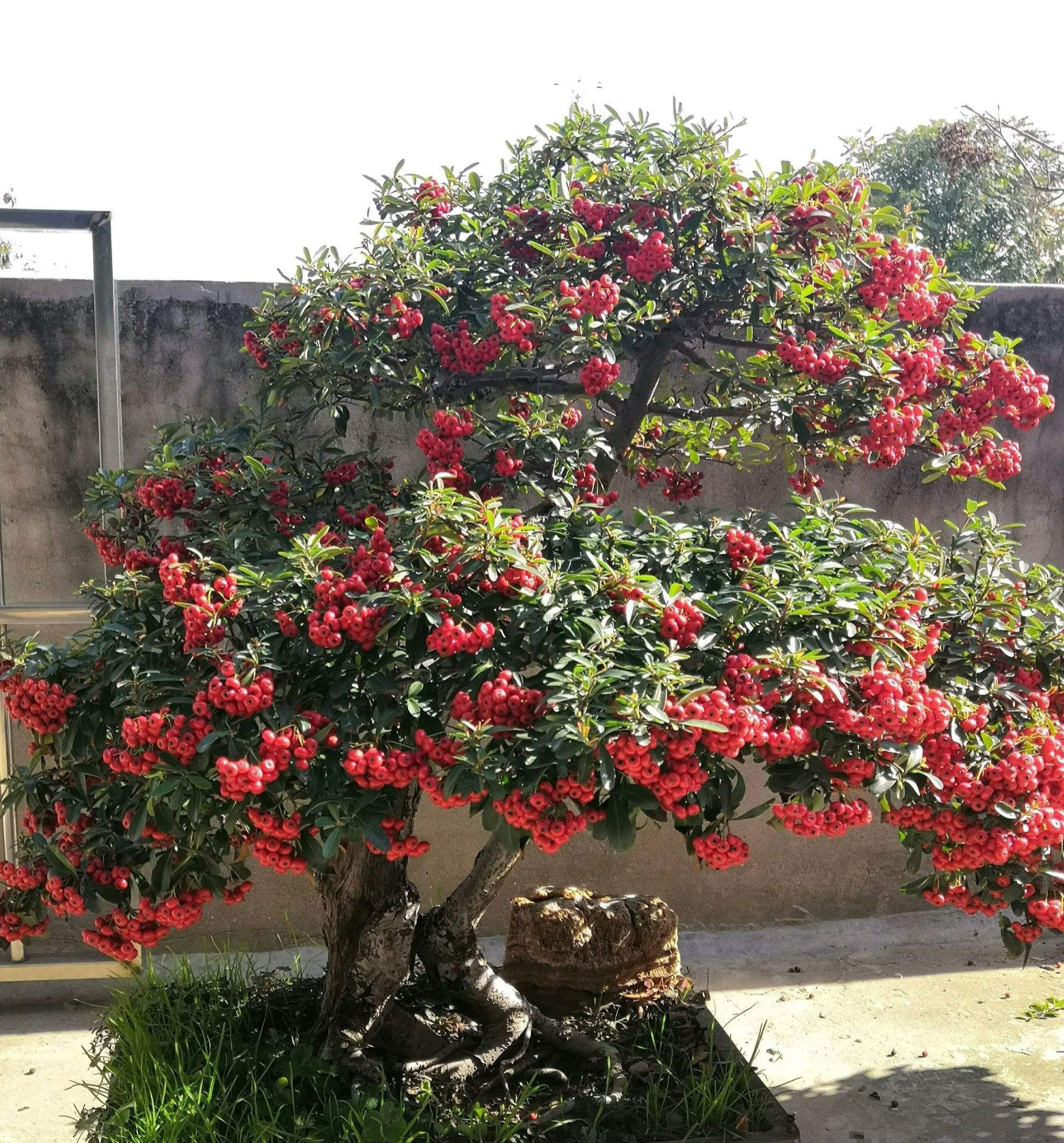 Loại cây ngày xưa được nông dân làm củi đốt, nay trở thành cây cảnh đẹp, giá trị lớn - Ảnh 3.