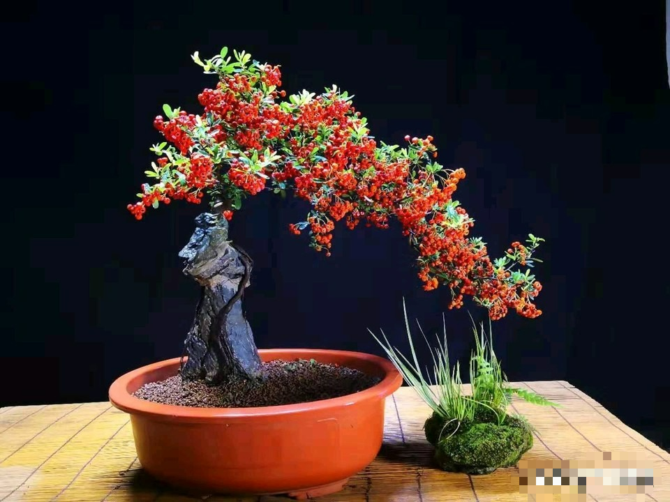 Loại cây ngày xưa được nông dân làm củi đốt, nay trở thành cây cảnh đẹp, giá trị lớn - Ảnh 8.