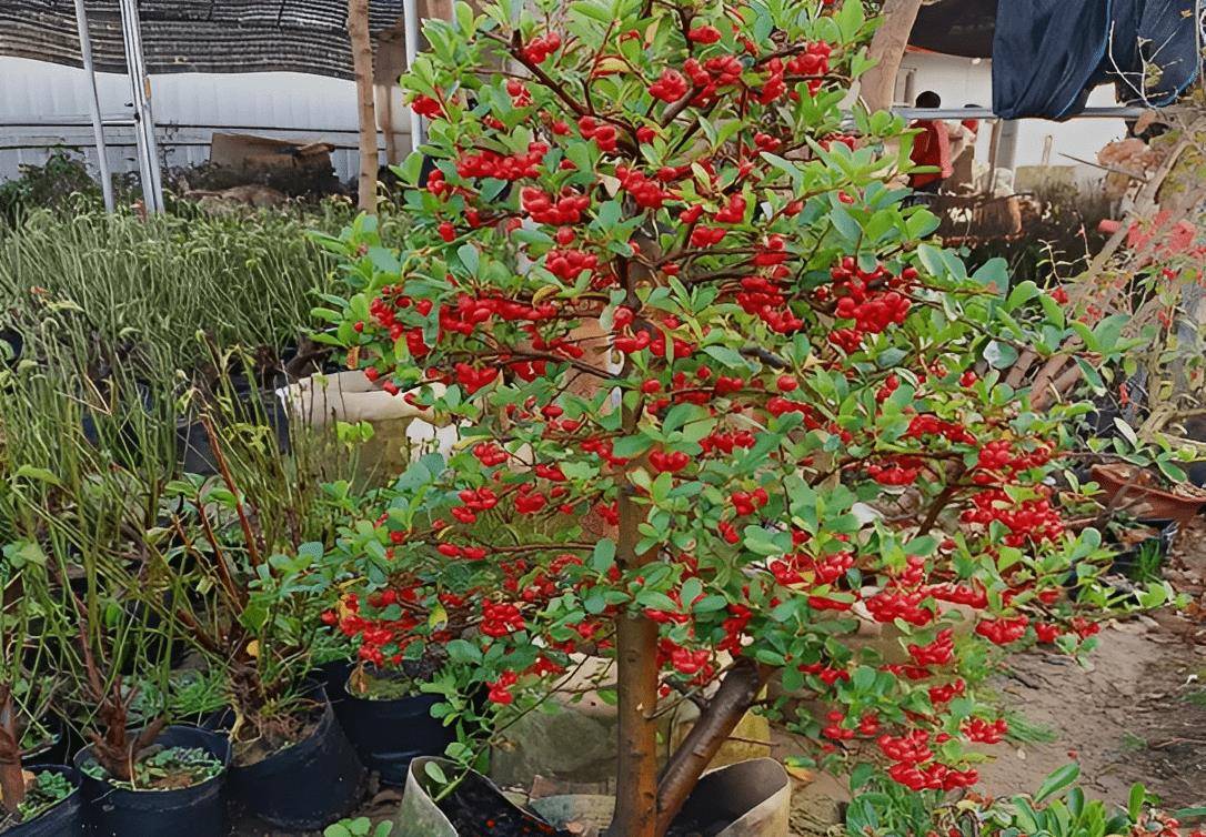 Loại cây ngày xưa được nông dân làm củi đốt, nay trở thành cây cảnh đẹp, giá trị lớn - Ảnh 11.