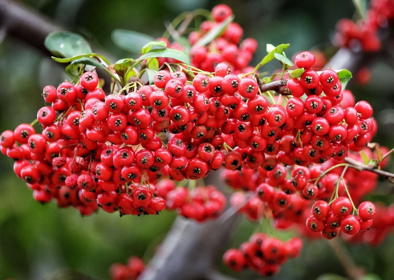 Loại cây ngày xưa được nông dân làm củi đốt, nay trở thành cây cảnh đẹp, giá trị lớn - Ảnh 7.