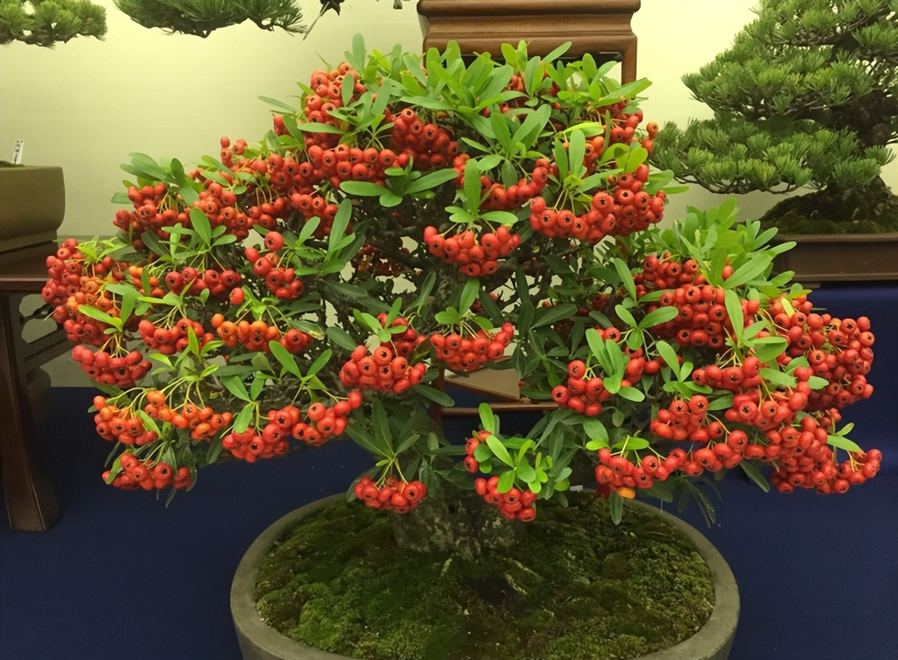 Loại cây ngày xưa được nông dân làm củi đốt, nay trở thành cây cảnh đẹp, giá trị lớn - Ảnh 9.