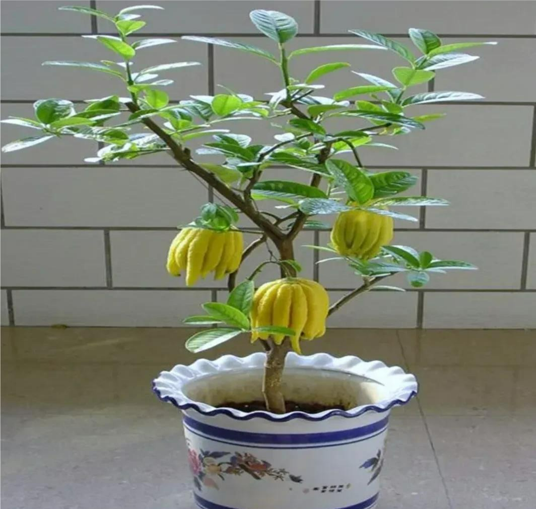 5 cây cảnh vượng tài, phú quý nhìn xấu xí nhưng lại là "vật cưng" nhà giàu ưa thích - Ảnh 3.