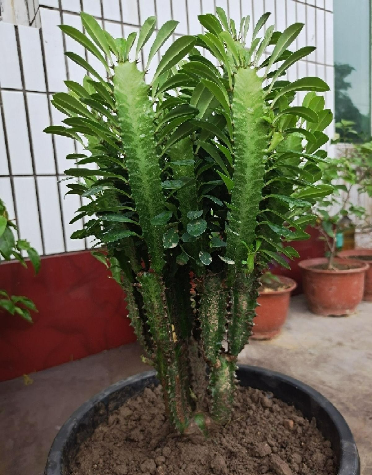 5 cây cảnh vượng tài, phú quý nhìn xấu xí nhưng lại là "vật cưng" nhà giàu ưa thích - Ảnh 4.