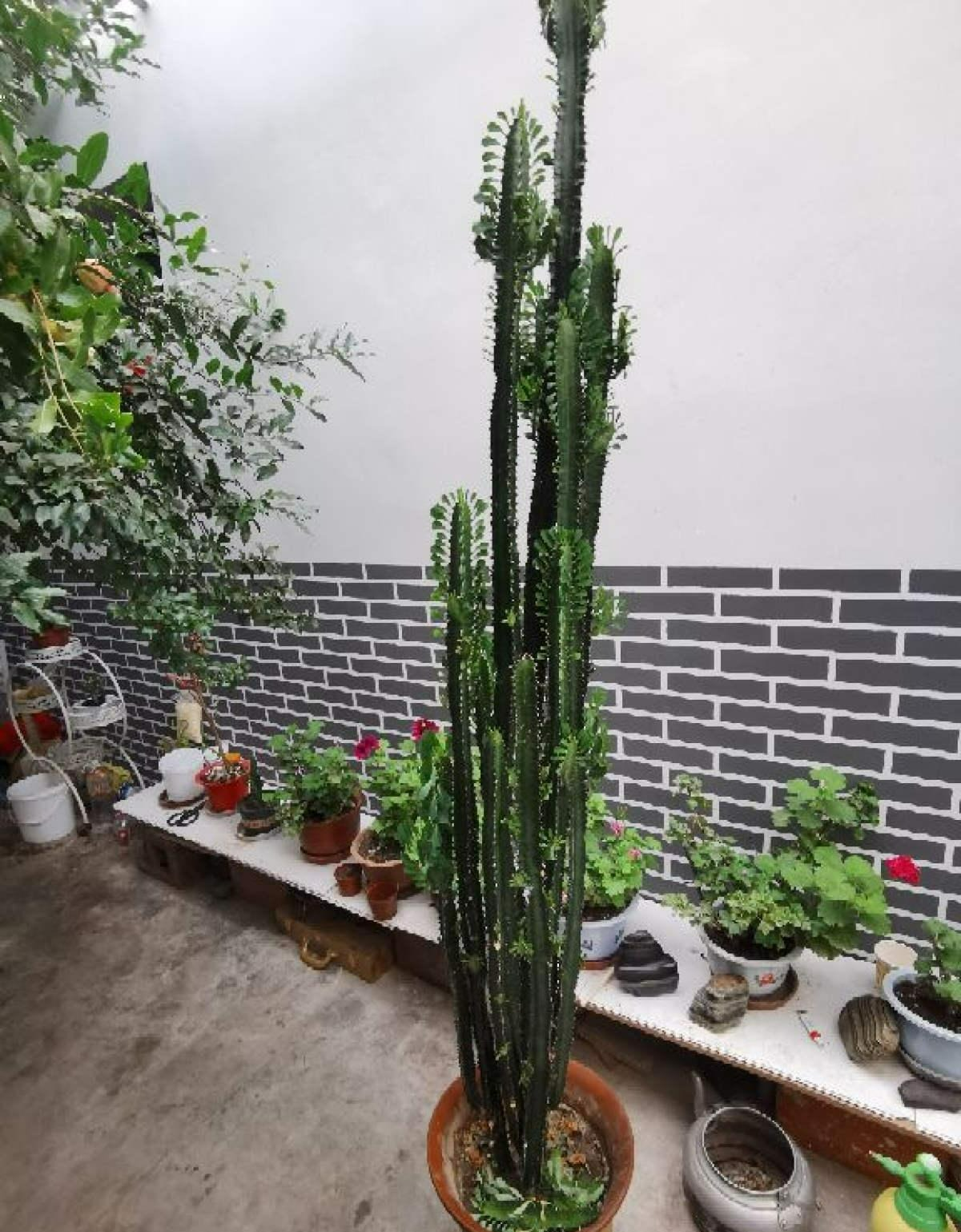 5 cây cảnh vượng tài, phú quý nhìn xấu xí nhưng lại là "vật cưng" nhà giàu ưa thích - Ảnh 5.