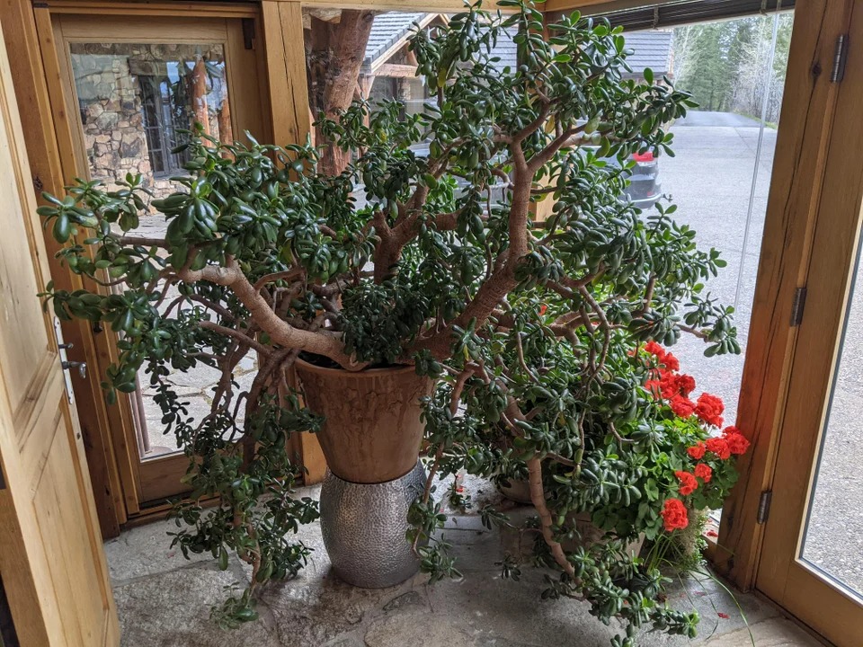 5 cây cảnh vượng tài, phú quý nhìn xấu xí nhưng lại là "vật cưng" nhà giàu ưa thích - Ảnh 11.