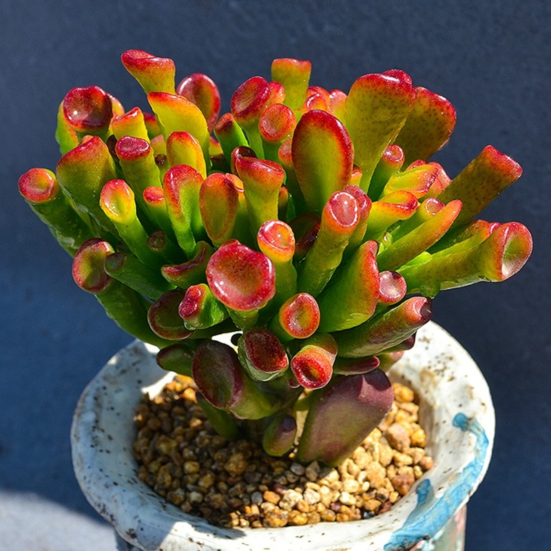 5 cây cảnh vượng tài, phú quý nhìn xấu xí nhưng lại là "vật cưng" nhà giàu ưa thích - Ảnh 6.