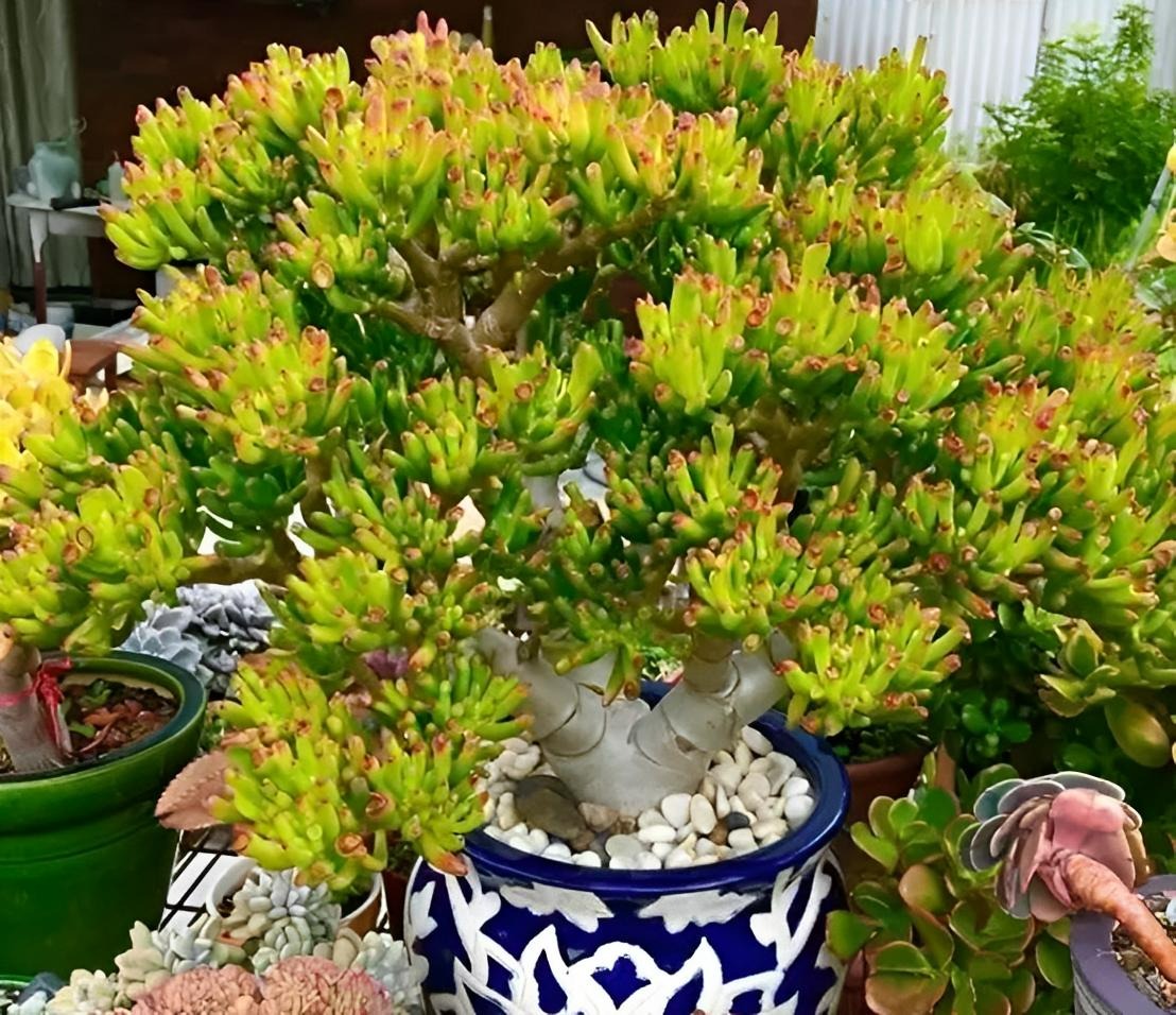 5 cây cảnh vượng tài, phú quý nhìn xấu xí nhưng lại là "vật cưng" nhà giàu ưa thích - Ảnh 7.