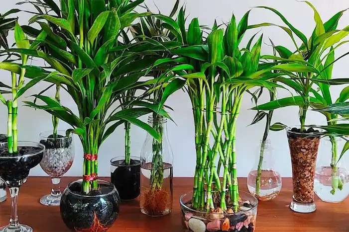 Người xưa nói: "Phát tài có đôi, phúc lộc song toàn", trồng cây cảnh này để gia đình thêm may mắn - Ảnh 1. Người xưa nói: "Phát tài có đôi, phúc lộc song toàn", trồng cây cảnh này để gia đình thêm may mắn - Ảnh 1.