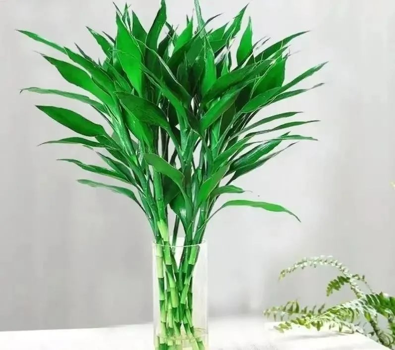 Người xưa nói: "Phát tài có đôi, phúc lộc song toàn", trồng cây cảnh này để gia đình thêm may mắn - Ảnh 7. Người xưa nói: "Phát tài có đôi, phúc lộc song toàn", trồng cây cảnh này để gia đình thêm may mắn - Ảnh 7.