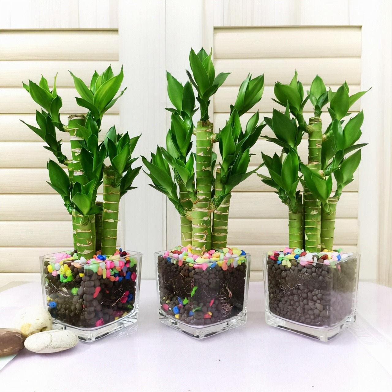 Người xưa nói: "Phát tài có đôi, phúc lộc song toàn", trồng cây cảnh này để gia đình thêm may mắn - Ảnh 3. Người xưa nói: "Phát tài có đôi, phúc lộc song toàn", trồng cây cảnh này để gia đình thêm may mắn - Ảnh 3.