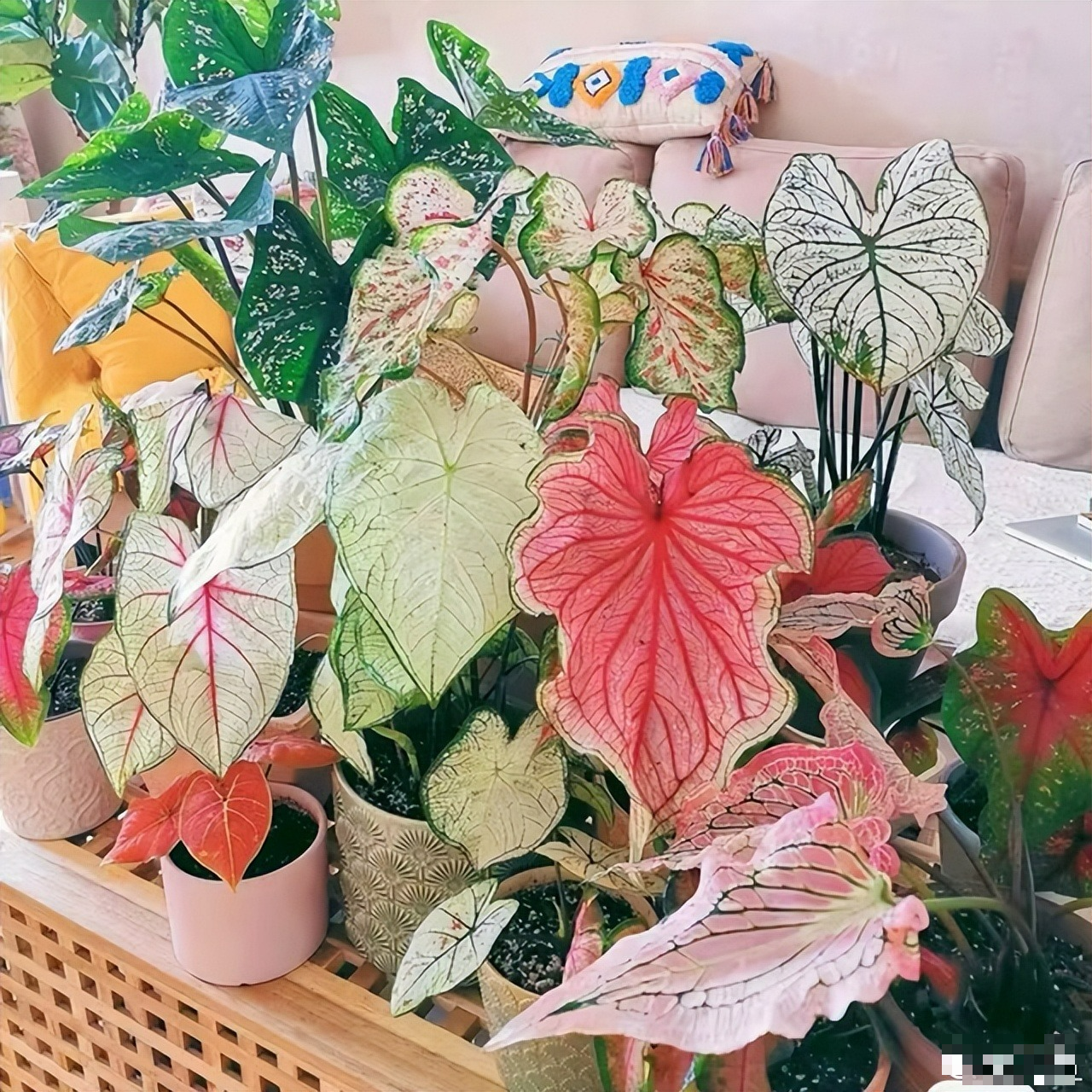 Nhà giàu thích trồng 6 cây cảnh lớn này, chuyên gia lọc không khí, lá càng to càng hút tài lộc - Ảnh 11. Nhà giàu thích trồng 6 cây cảnh lớn này, chuyên gia lọc không khí, lá càng to càng hút tài lộc - Ảnh 11.