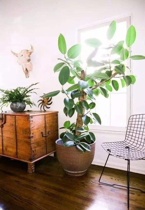 Nhà giàu thích trồng 6 cây cảnh lớn này, chuyên gia lọc không khí, lá càng to càng hút tài lộc - Ảnh 16. Nhà giàu thích trồng 6 cây cảnh lớn này, chuyên gia lọc không khí, lá càng to càng hút tài lộc - Ảnh 16.