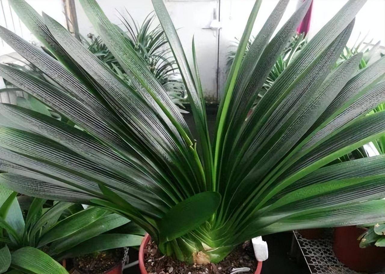 Nhà giàu thích trồng 6 cây cảnh lớn này, chuyên gia lọc không khí, lá càng to càng hút tài lộc - Ảnh 10. Nhà giàu thích trồng 6 cây cảnh lớn này, chuyên gia lọc không khí, lá càng to càng hút tài lộc - Ảnh 10.