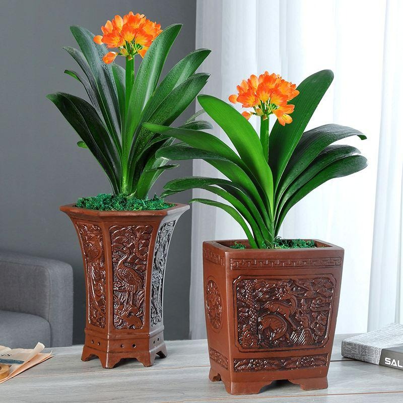 Nhà giàu thích trồng 6 cây cảnh lớn này, chuyên gia lọc không khí, lá càng to càng hút tài lộc - Ảnh 8. Nhà giàu thích trồng 6 cây cảnh lớn này, chuyên gia lọc không khí, lá càng to càng hút tài lộc - Ảnh 8.