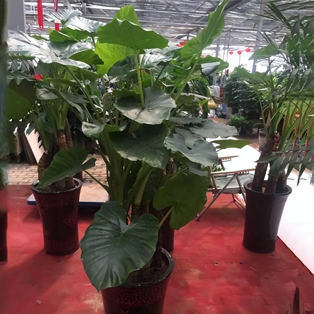 Người xưa dặn: "6 loại cây cảnh không tùy tiện tặng, cẩn thận bạn cũ thành thù" - Ảnh 4. Người xưa dặn: "6 loại cây cảnh không tùy tiện tặng, cẩn thận bạn cũ thành thù" - Ảnh 4.