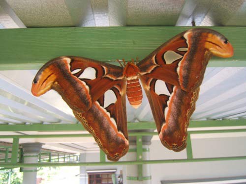 Hóa giải nỗi sợ bướm bay vào nhà, đậu vào người mà không biết điềm lành hay dữ? - Ảnh 1. Hóa giải nỗi sợ bướm bay vào nhà, đậu vào người mà không biết điềm lành hay dữ? - Ảnh 1.