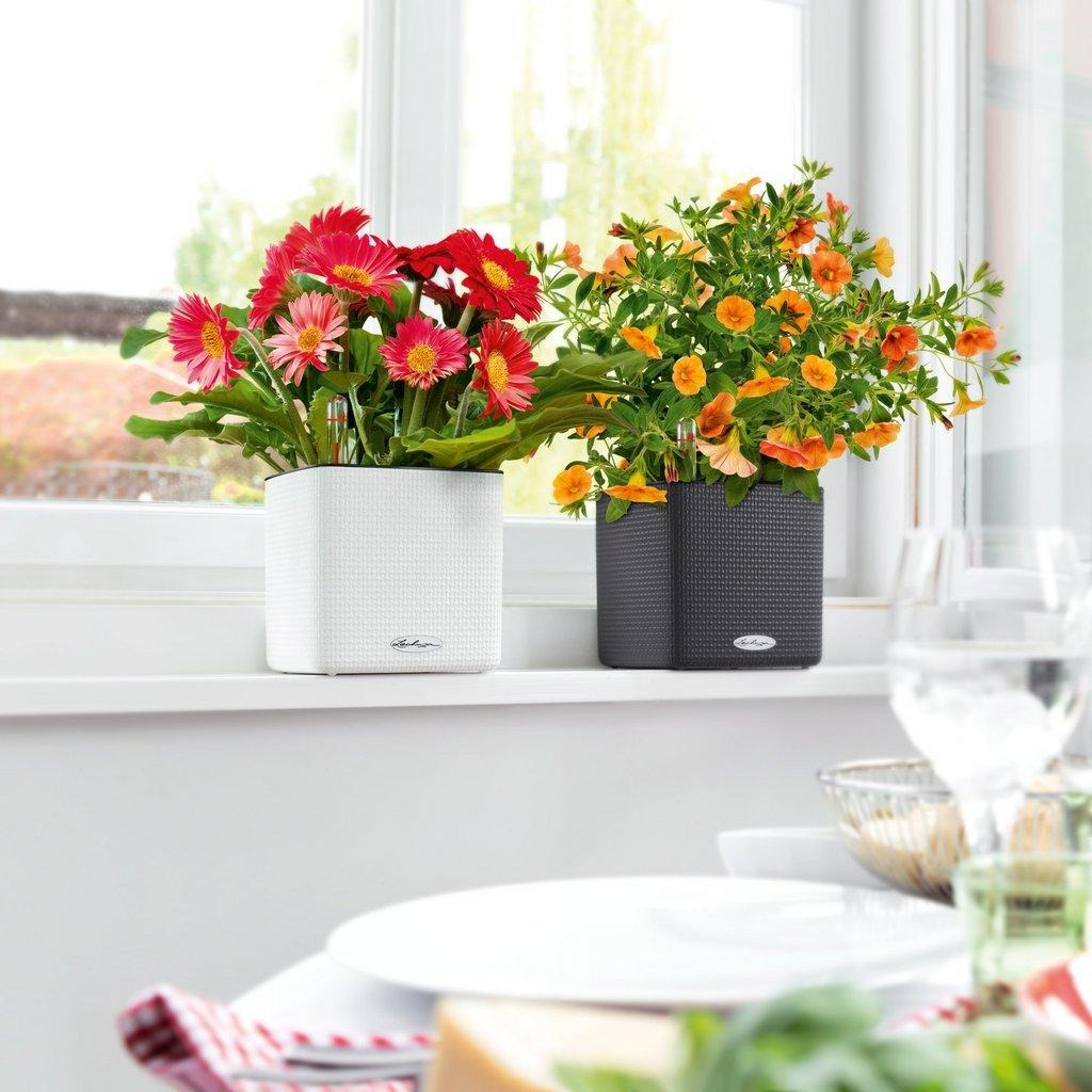 3 cây cảnh "lão tửu", uống rượu là cành lá phát triển "như điên", quanh năm xanh tốt - Ảnh 1. 3 cây cảnh "lão tửu", uống rượu là cành lá phát triển "như điên", quanh năm xanh tốt - Ảnh 1.