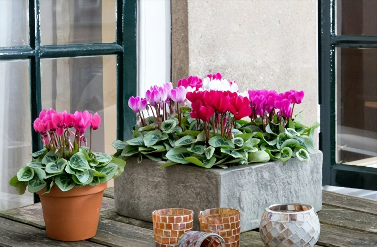 Lượm "2 thứ" này ở ngoại thành về trồng cây cảnh, bộ rễ khỏe, hoa nở hết vụ này qua vụ khác - Ảnh 5.