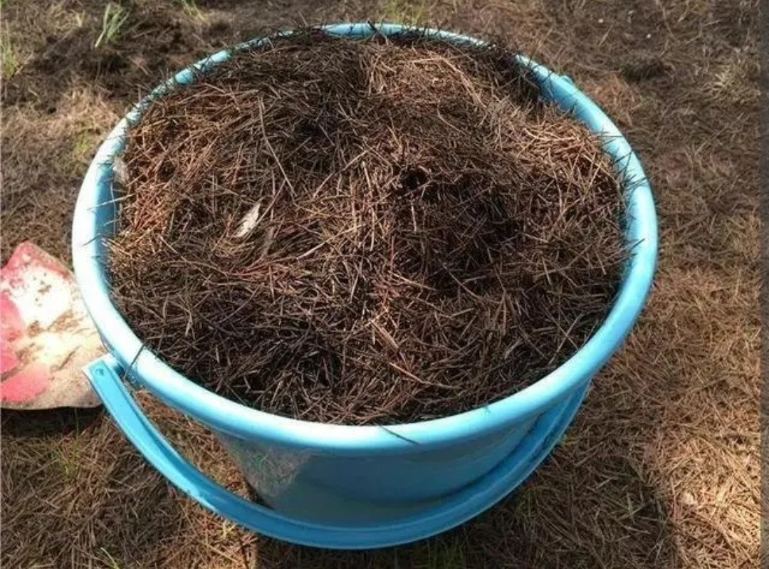 Lượm "2 thứ" này ở ngoại thành về trồng cây cảnh, bộ rễ khỏe, hoa nở hết vụ này qua vụ khác - Ảnh 3.