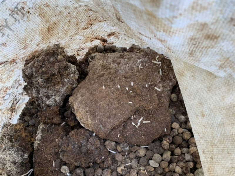 Lượm "2 thứ" này ở ngoại thành về trồng cây cảnh, bộ rễ khỏe, hoa nở hết vụ này qua vụ khác - Ảnh 4.