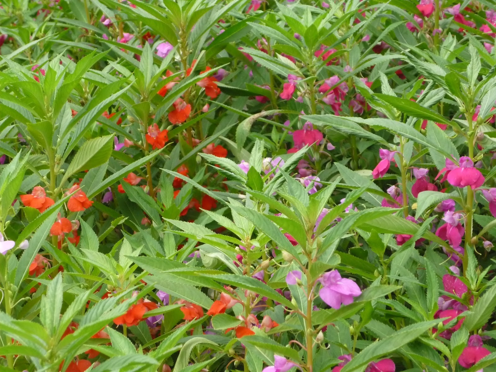 Có sân nhà, đừng trồng 8 cây cảnh bất hảo này, chạm đất là "ngập úng", muốn loại bỏ khó hơn chống lụt - Ảnh 7.