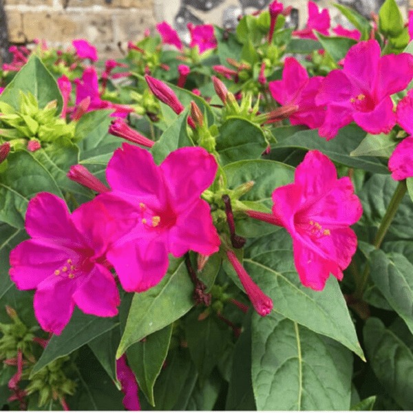 Có sân nhà, đừng trồng 8 cây cảnh bất hảo này, chạm đất là "ngập úng", muốn loại bỏ khó hơn chống lụt - Ảnh 6.