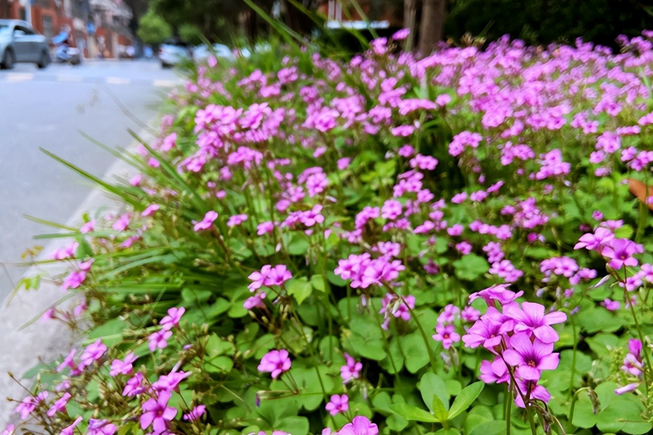 Có sân nhà, đừng trồng 8 cây cảnh bất hảo này, chạm đất là "ngập úng", muốn loại bỏ khó hơn chống lụt - Ảnh 4.