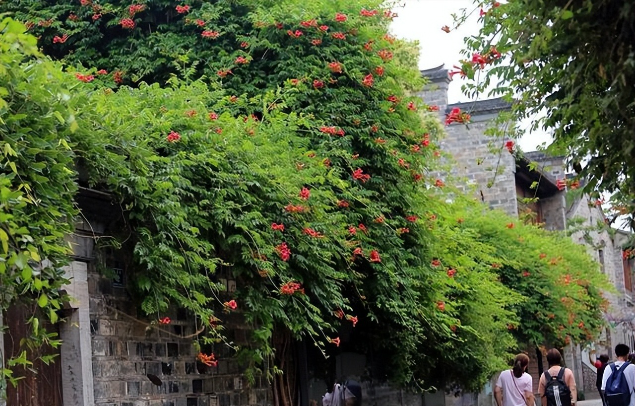 Có sân nhà, đừng trồng 8 cây cảnh bất hảo này, chạm đất là "ngập úng", muốn loại bỏ khó hơn chống lụt - Ảnh 9.