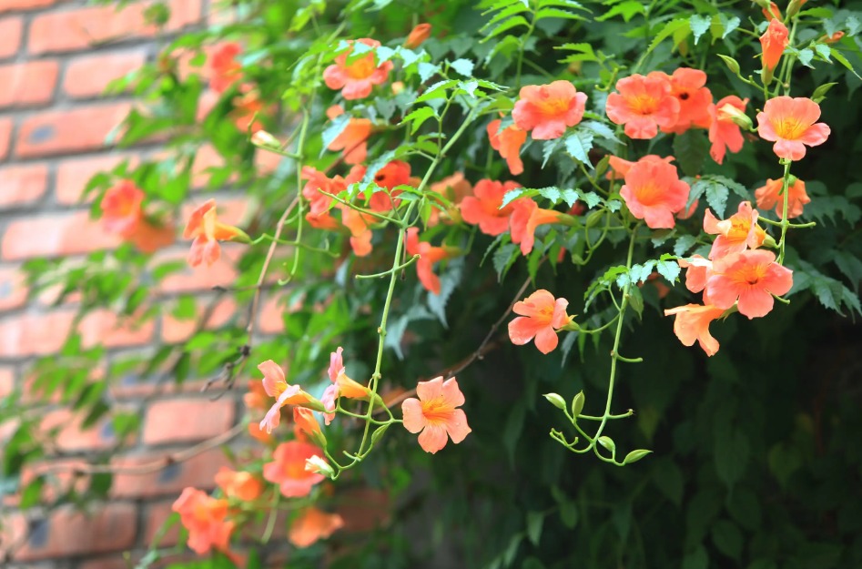 Có sân nhà, đừng trồng 8 cây cảnh bất hảo này, chạm đất là "ngập úng", muốn loại bỏ khó hơn chống lụt - Ảnh 10.