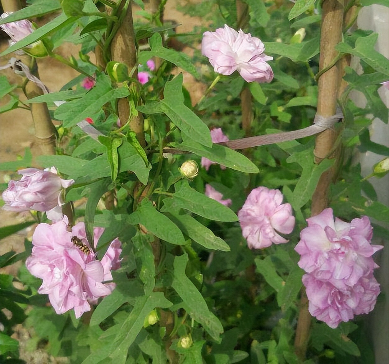 Có sân nhà, đừng trồng 8 cây cảnh bất hảo này, chạm đất là "ngập úng", muốn loại bỏ khó hơn chống lụt - Ảnh 2.