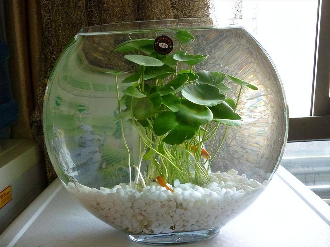 7 loại cây cảnh như "bể nước lớn", một ngày không được tưới nước là hoa héo, lá đổ - Ảnh 9.