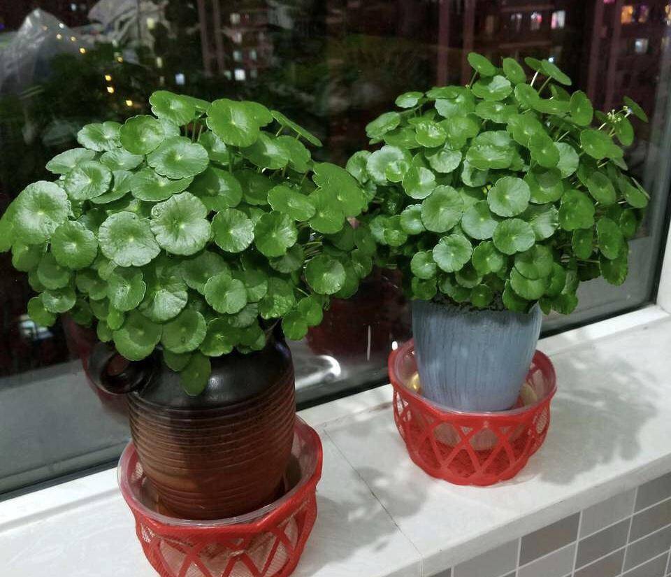 7 loại cây cảnh như "bể nước lớn", một ngày không được tưới nước là hoa héo, lá đổ - Ảnh 8.