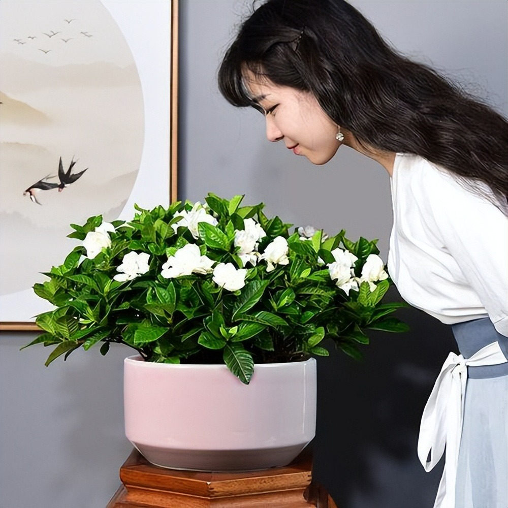 7 loại cây cảnh như "bể nước lớn", một ngày không được tưới nước là hoa héo, lá đổ - Ảnh 2.