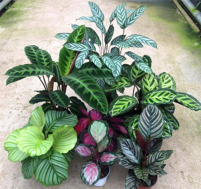 7 loại cây cảnh như "bể nước lớn", một ngày không được tưới nước là hoa héo, lá đổ - Ảnh 4.