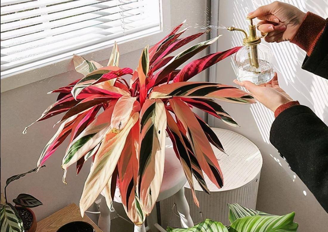 7 loại cây cảnh như "bể nước lớn", một ngày không được tưới nước là hoa héo, lá đổ - Ảnh 5.