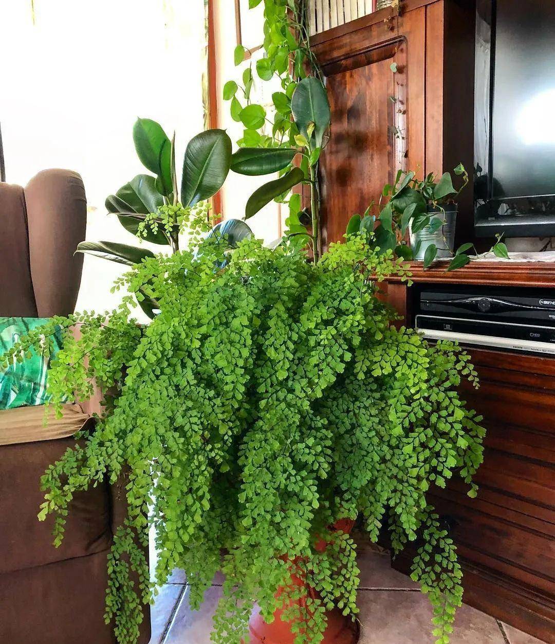 7 loại cây cảnh như "bể nước lớn", một ngày không được tưới nước là hoa héo, lá đổ - Ảnh 11.