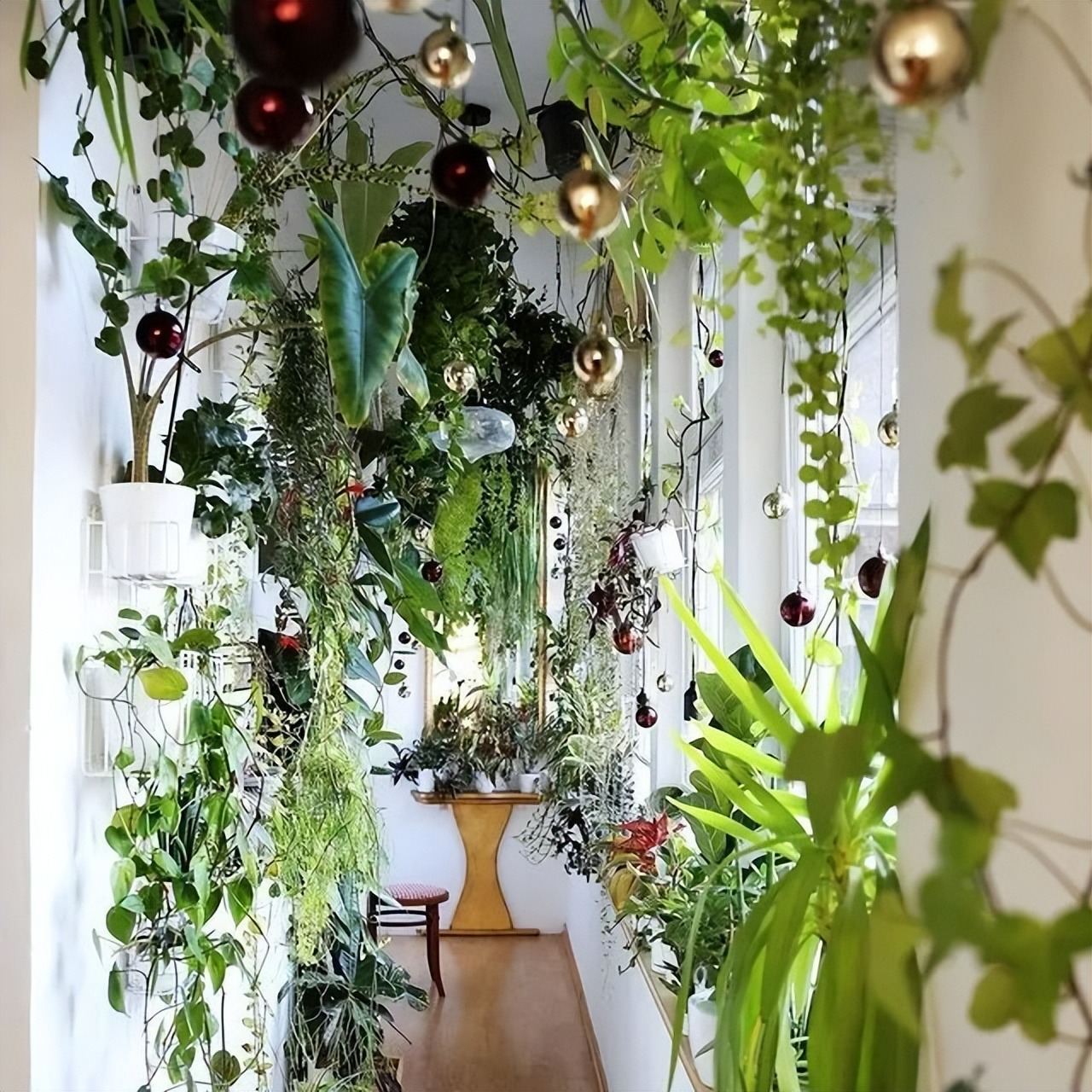 7 loại cây cảnh như "bể nước lớn", một ngày không được tưới nước là hoa héo, lá đổ - Ảnh 10.