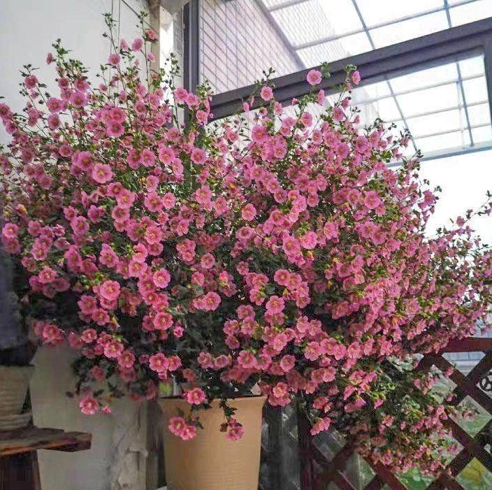 6 cây cảnh "chạm đất là nở hoa", trăm bông trên một nhánh, ngàn bông trong một chậu - Ảnh 4. 6 cây cảnh "chạm đất là nở hoa", trăm bông trên một nhánh, ngàn bông trong một chậu - Ảnh 4.