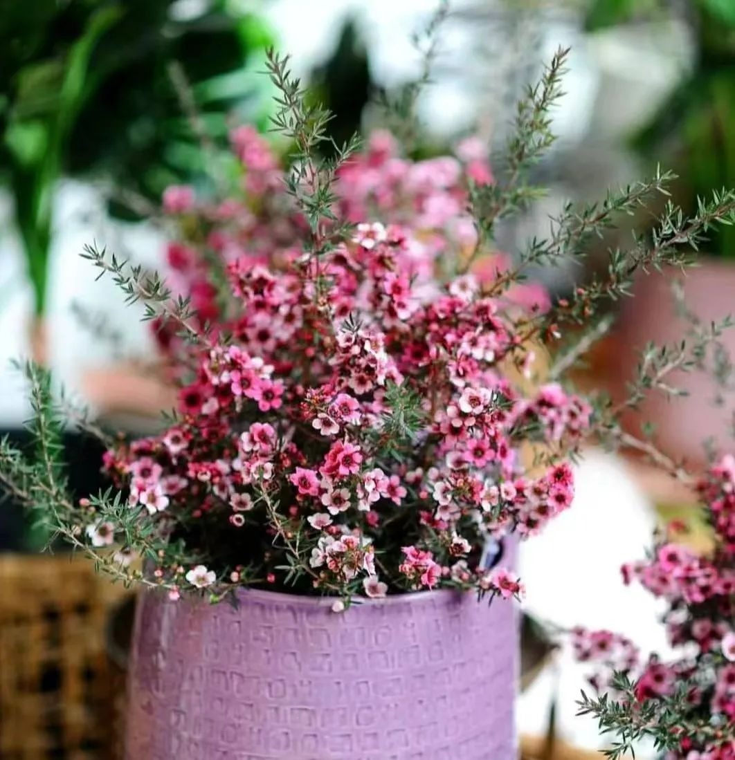 6 cây cảnh "chạm đất là nở hoa", trăm bông trên một nhánh, ngàn bông trong một chậu - Ảnh 3. 6 cây cảnh "chạm đất là nở hoa", trăm bông trên một nhánh, ngàn bông trong một chậu - Ảnh 3.