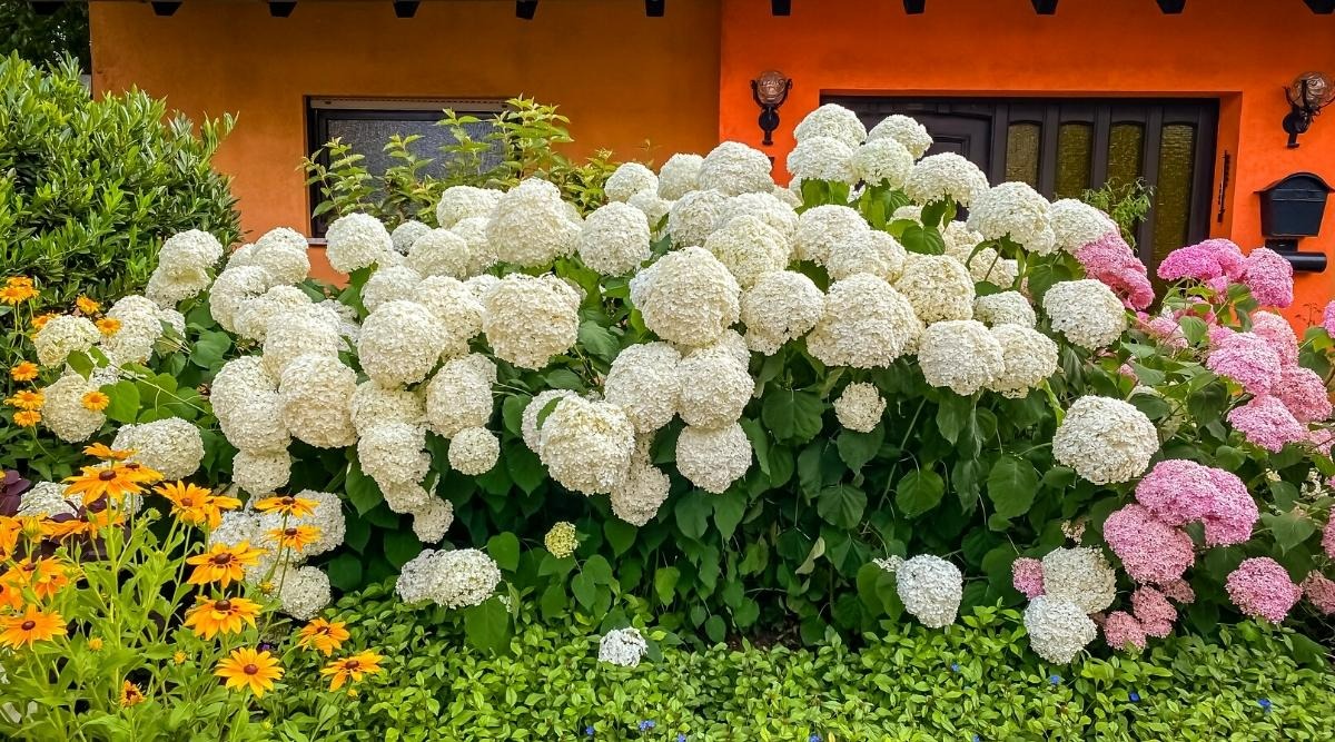 Muốn "tuyết rơi mùa hè", trồng ngay cây cảnh hoa trắng muốt, mát lạnh, đẹp lộng lẫy này - Ảnh 2.