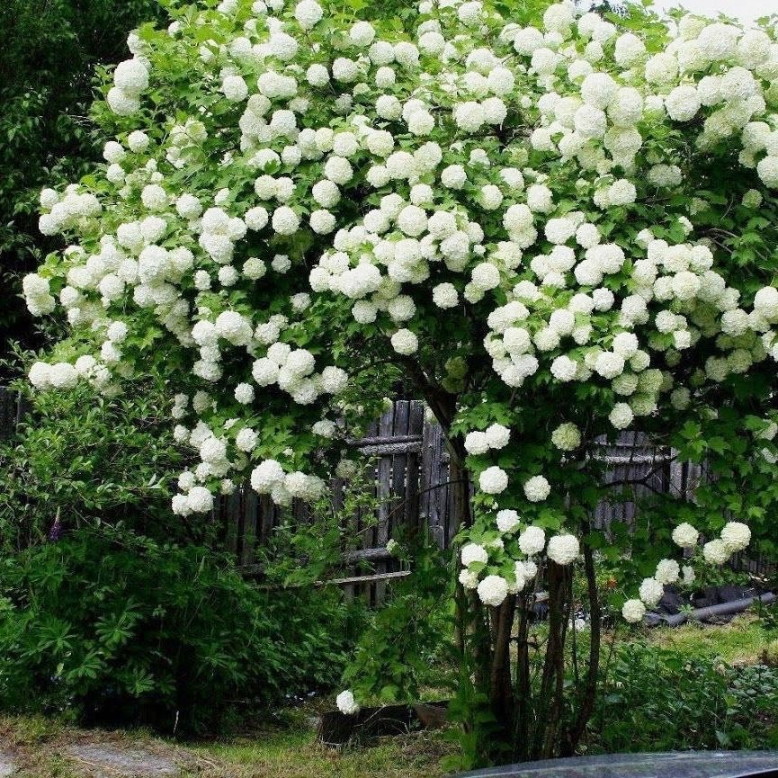 Muốn "tuyết rơi mùa hè", trồng ngay cây cảnh hoa trắng muốt, mát lạnh, đẹp lộng lẫy này - Ảnh 1.